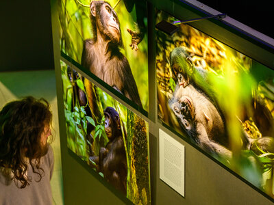 Eine Person betrachtet drei große grün beleuchtete Fotos von Menschenaffen